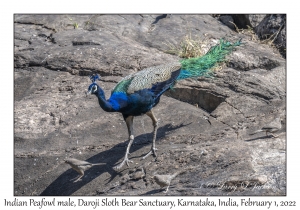 Indian Peafowl