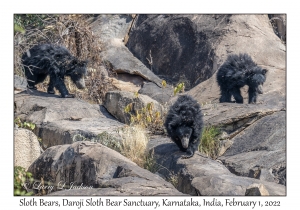 Sloth Bears