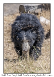 Sloth Bear