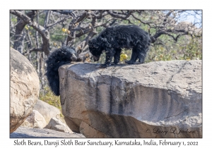 Sloth Bears