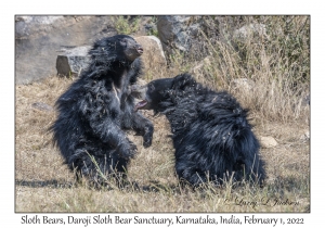 Sloth Bear juveniles