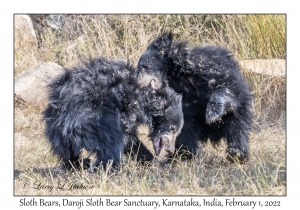 Sloth Bears