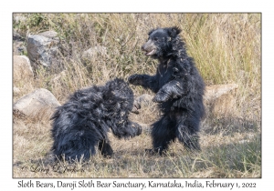 Sloth Bears