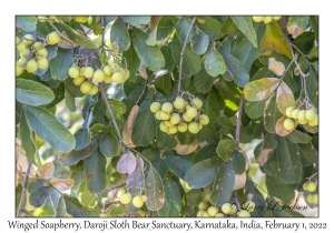 Winged Soapberry