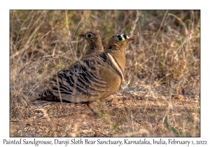 Painted Sandgrouse