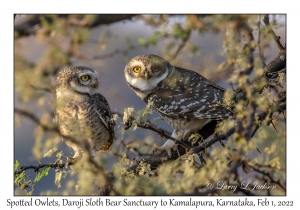 Spotted Owlet