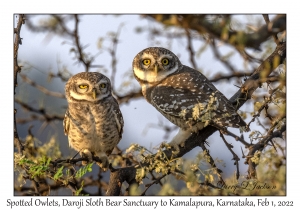 Spotted Owlets