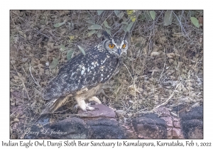 Indian Eagle Owl