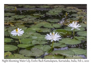 Night-blooming Water Lily