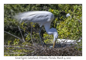 Great Egret & egg