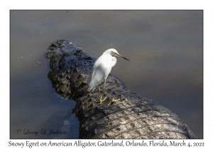 Snowy Egret