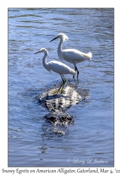 Snowy Egrets