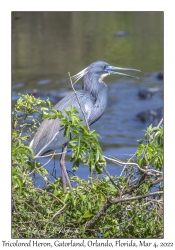 Tricolored Heron