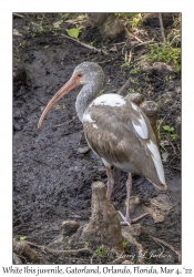 White Ibis