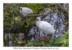 White Ibis