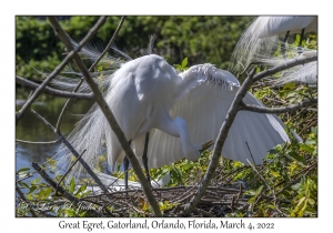 Great Egret