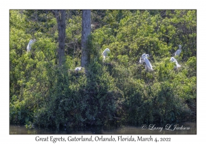 Great Egrets