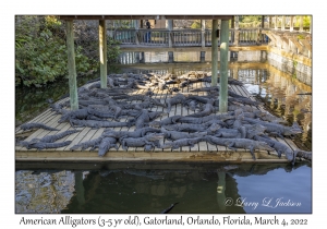 American Alligators