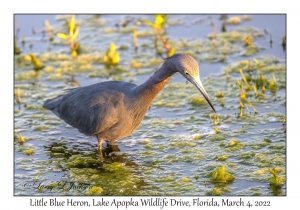 Little Blue Heron