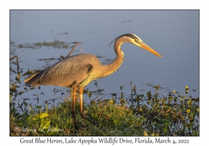 Great Blue Heron