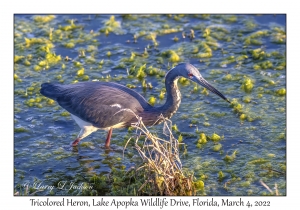 Tricolored Heron