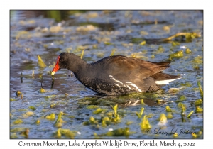 Common Moorhen