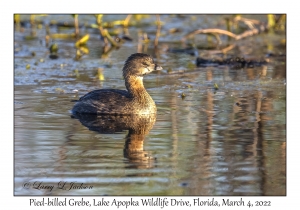 Pied-billed Grebe