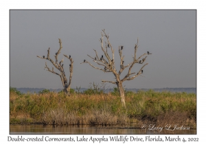 Double-crested Cormorants