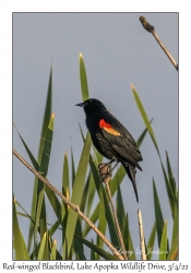 Red-winged Blackbird