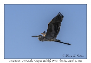 Great Blue Heron