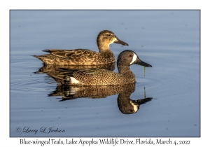 Blue-winged Teals