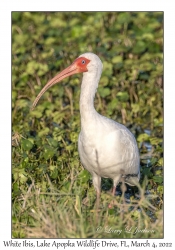 White Ibis