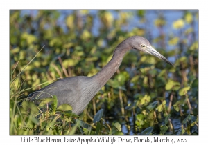 Little Blue Heron