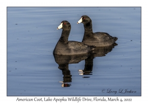 American Coots