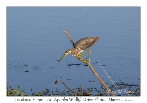 Tricolored Heron