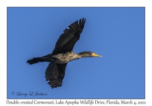 Double-crested Cormorant