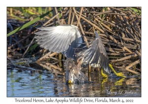 Tricolored Heron