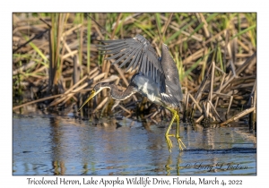 Tricolored Heron