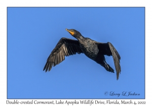 Double-crested Cormorant