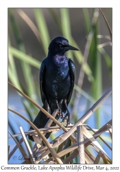 Common Grackle