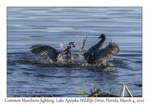 Common Moorhens