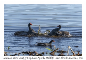 Common Moorhens