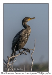 Double-crested Cormorant