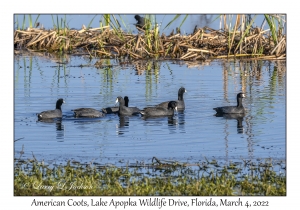 American Coots