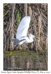 Snowy Egret