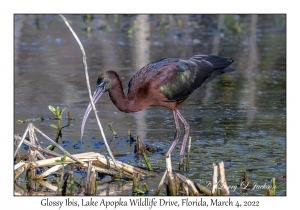 Glossy Ibis