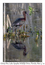 Glossy Ibis