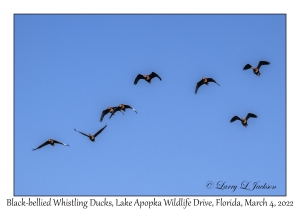 Black-bellied Whistling-Ducks