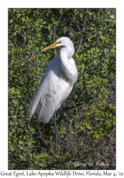 Great Egret