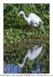 Great Egret